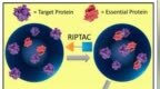 组织选择性靶向抑制：RIPTAC技术