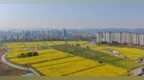 瑞昌：油菜花盛开 春色正迷人（图）