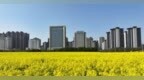 南昌：城市花海盛放（图）