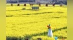 一路繁花向九江 湖口县武山镇油菜花海正怒放