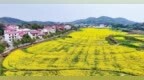 九江濂溪区：金黄漫野香百里 和美乡村入画来（图）