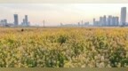 南昌：赣江江心洲上油菜花盛开 民众踏春赏美景