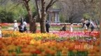武汉植物园50万株郁金香盛放
