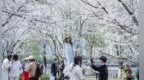 西北湖公园樱花盛开 舒展春日画卷