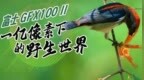 实战：富士 GFX100 II 一亿像素下的野生世界
