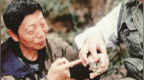 长阳中华虎凤蝶焕变为生态名片