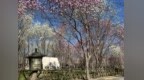 河南鄢陵：共赴一场“花海之约”