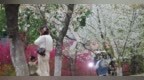 武汉迎大风降温天气 堤角公园樱花飘成漫天飞雪