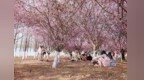 含“棠”量预警！！！槐荫公园胭脂雪海约吗？