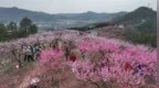 繁花绽放点燃乡村旅游热潮