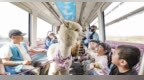 乘武汉空轨遇到“神兽”羊驼 小朋友兴奋不已