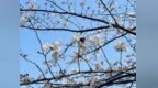一条村河道与千万朵“春天”的相遇