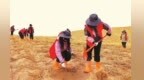 志愿者从全国各地赶赴民勤充“植”　共筑绿色家园
