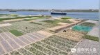 安徽五河：田间种菜忙