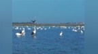 3月份南矶湿地保护区记录到鸟类99种、7多万羽次