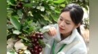 采摘走起　兰州这里“樱”有尽“游”
