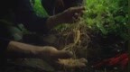 人参讲堂：人参治虚损 促进精力恢复