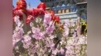 如果是你该如何描写春天　邂逅武威的浪漫序章