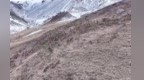 雪映祁连　上百头白唇鹿在高山雪原间驰骋