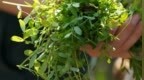 沪上精致生活之挖野菜