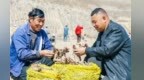 榆中中药材种植激活乡村振兴新动能