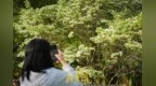 泉城四月春，流苏花开满树银绦