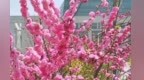 莫道凉州春色晚　试看姑臧桃花灼