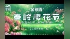 2025金徽酒樱花春酿启动