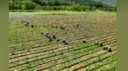 黄土地长出“金疙瘩”　庄浪致富路上药香四溢