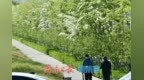 济南绸带公园流苏盛开，春日美景惹人醉