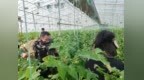 小番茄映红致富路 合作社架起振兴桥——万金镇探索农业助农增收新路径