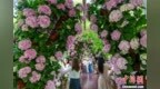 成都街头现“莫奈花园” 民众沉浸式感受浪漫花海