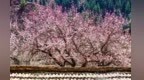 雪域花开·浪漫天祝：赏金沙杏花　观本康丹霞