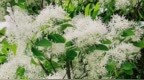 春日寻芳，流苏、绣球进入爆花期，共赴一场“春雪”之约！
