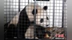 大熊猫“荷风”“兰韵”启程赴奥地利旅居
