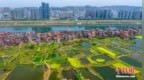 航拍广西梧州春日图景：绿野江河连高楼