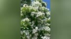 济宁籍摄影家盛建伟镜头中的流苏花开