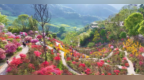 婺源篁岭：杜鹃花开 缤纷花海迎客来（图）