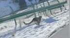 网友发布驾车追逐雪豹视频，野生动物救护中心回应