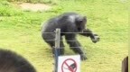 网红猩猩扔石块砸伤游客，动物园客服：不会惩罚它