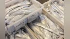 东海休渔倒计时！宁波水产市场“闹热”
