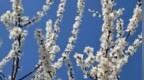 乾安县灵丙山：春色满山野