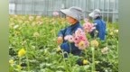 临夏智能温室春意浓