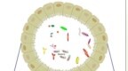 炎症性肠病（<em>IBD</em>）的免疫治疗
