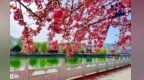 陇南两当： 樱花烂漫　春色满城