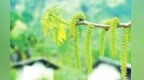 又是一年核桃花开