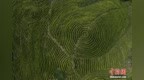 四川达州：航拍万亩白茶基地 初夏如“大地指纹”