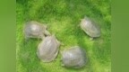 100个！浙江公布第四批名优“土特产”名单