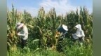 陕西多地全力抗旱保稳产 全力护好群众“粮袋子”