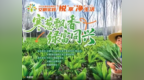寒葱飘香引客来 绿富同兴话文明——长春净月高新区玉潭镇举行林下经济丰收季暨产销对接大会